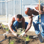 Incarcerated men working in the garden