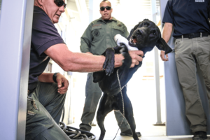 K-9 trainer and Investigative Services Unit officers