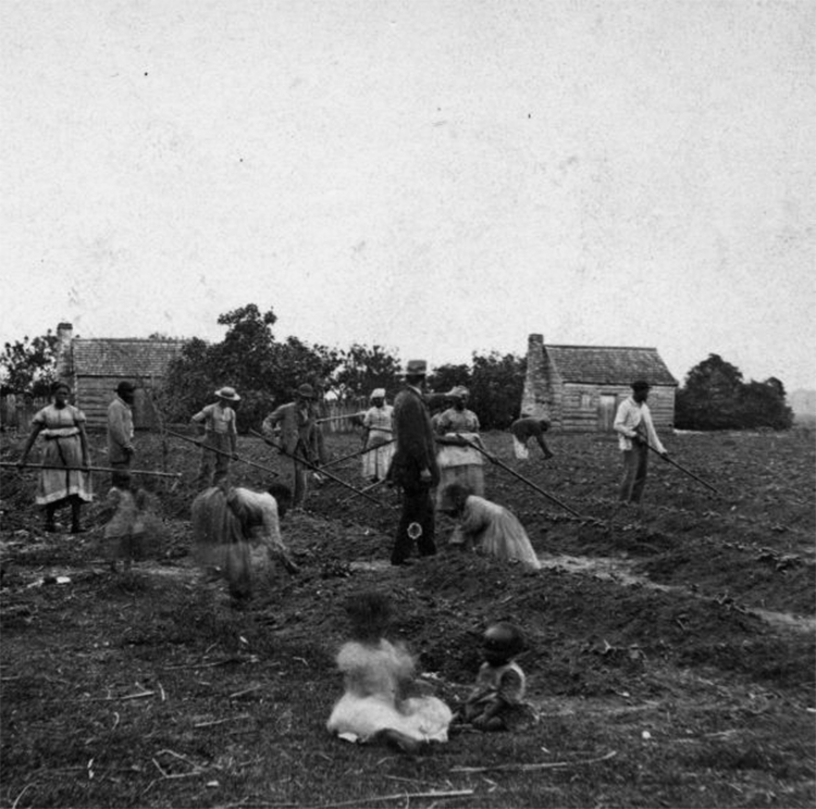 Indentured servants, children and slaves in the field