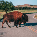 Brown bison crossing an asphalt road
