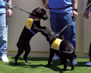 50-year-old non-profit provides incarcerated-trained service dog to disabled person