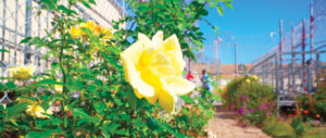Healing, rehabilitation through gardening