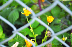 Insight Gardening renamed, expands to Lower Yard